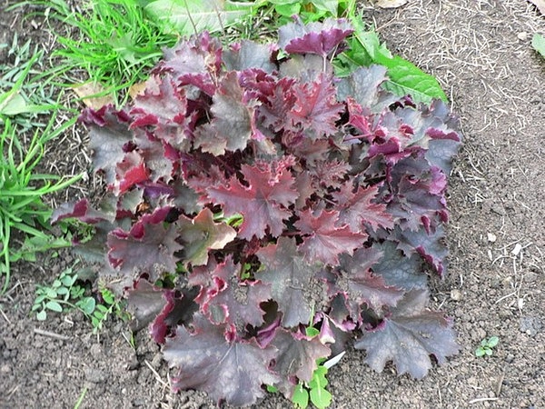 Гейхера 'Эденс Мистери'