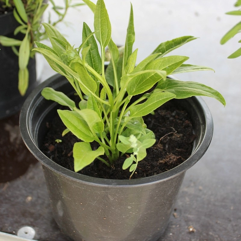 Эхинацея пурпурная 'Лемон Йеллоу'