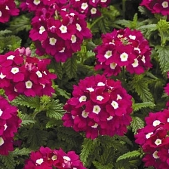 Вербена гибридная компактная 'Кварц Бургунди  виз Ай ХР'  (бургунди с глазком)