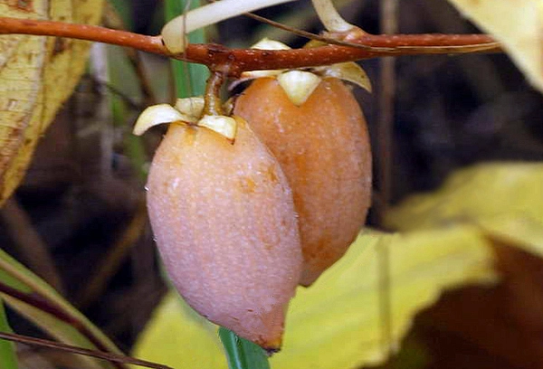 Актинидия полигама 'Желтое веретено'