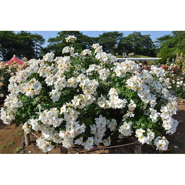 Роза 'Салли Холмс' (плетистая, флорибунда) (белая)