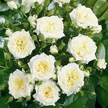 Роза 'Хонеймилк' (миниатюрная, почвопокровная) (белая)