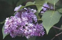 Сирень обыкновенная 'Самал' (розово-фиолетовая)