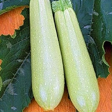 Кабачок 'Искандер'