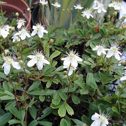 Лапчатка трехзубчатая 'Нуук'