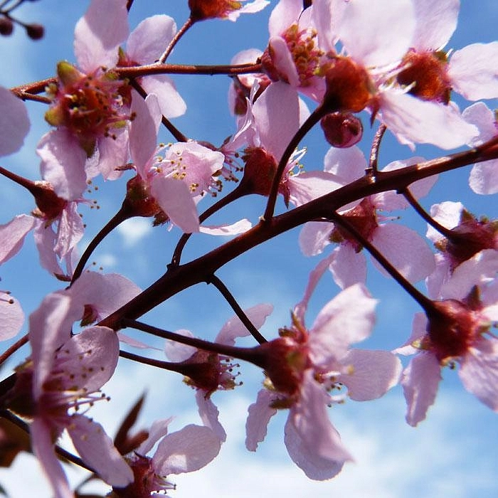 Черемуха обыкновенная 'Колората'