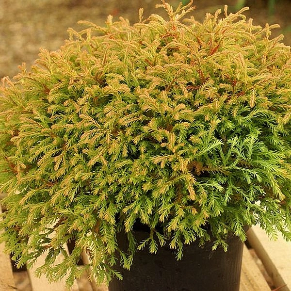 Туя западная 'Голден Таффет'