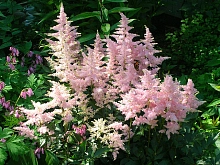 Астильба японская 'Пич Блоссом' (розовая)