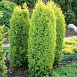 Можжевельник обыкновенный 'Голд Кон'