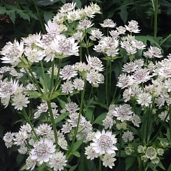 Астранция большая 'Стар оф Биллион'