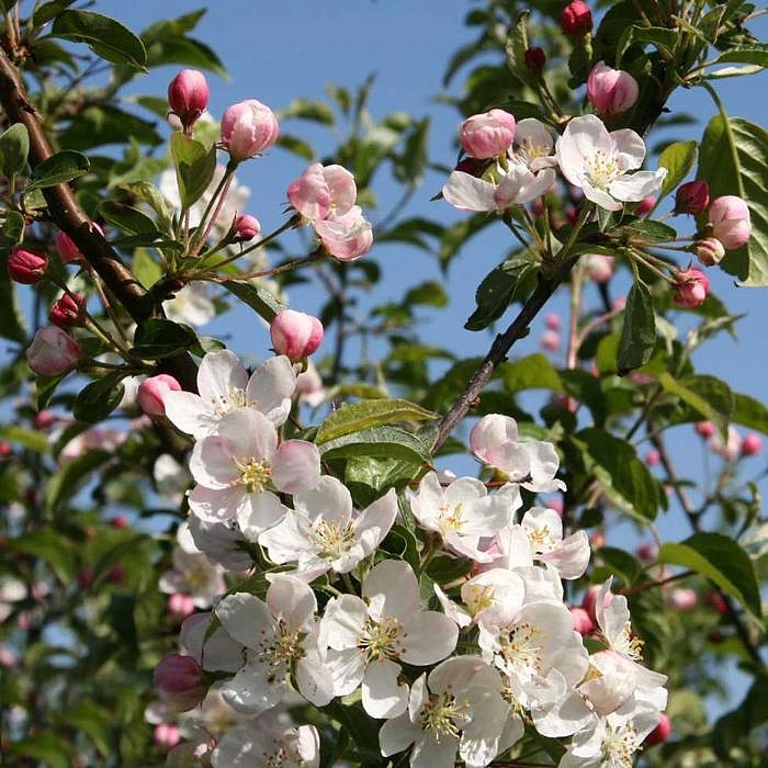 Яблоня Профессор Шпренгер (Professor Sprenger)