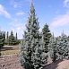 Ель колючая 'Исели Фастигиата'