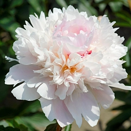Пион молочноцветковый 'Алерти' (светло-розовый)