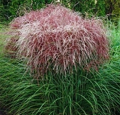 Мискантус китайский 'Ротер Пфайл'