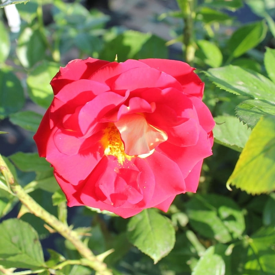 Роза 'Кетчап энд Мастед' (чайно-гибридная) (красная с желтым)