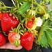Земляника (клубника) 'Джоли'