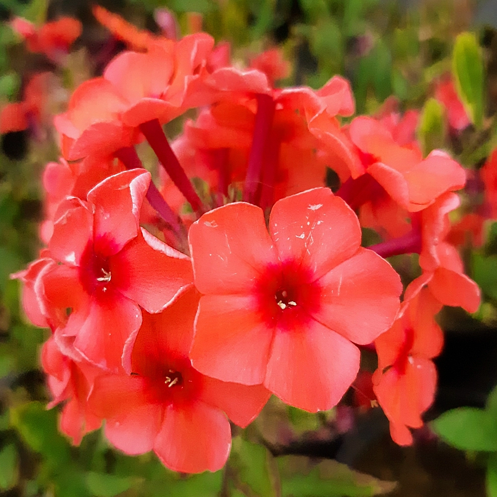 Флокс метельчатый 'Текила Санрайз' (лососевый)