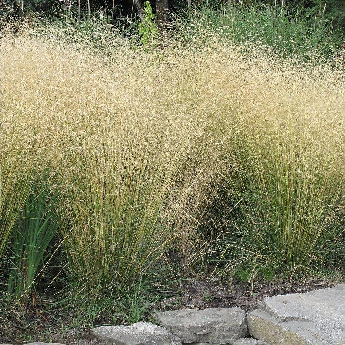 Луговик дернистый (щучка) Луговик дернистый (щучка)