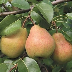 Груша 'Велеса' Груша 'Велеса'