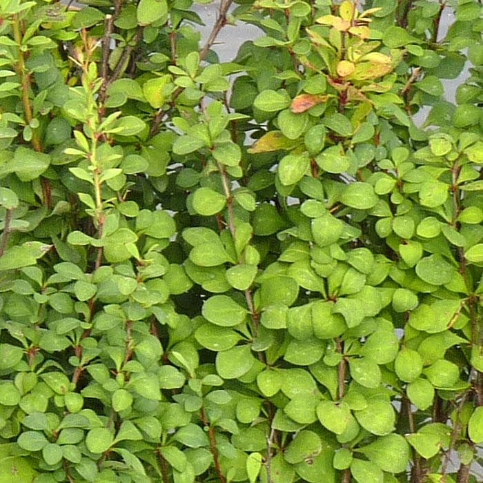 Барбарис Тунберга 'Эректа'