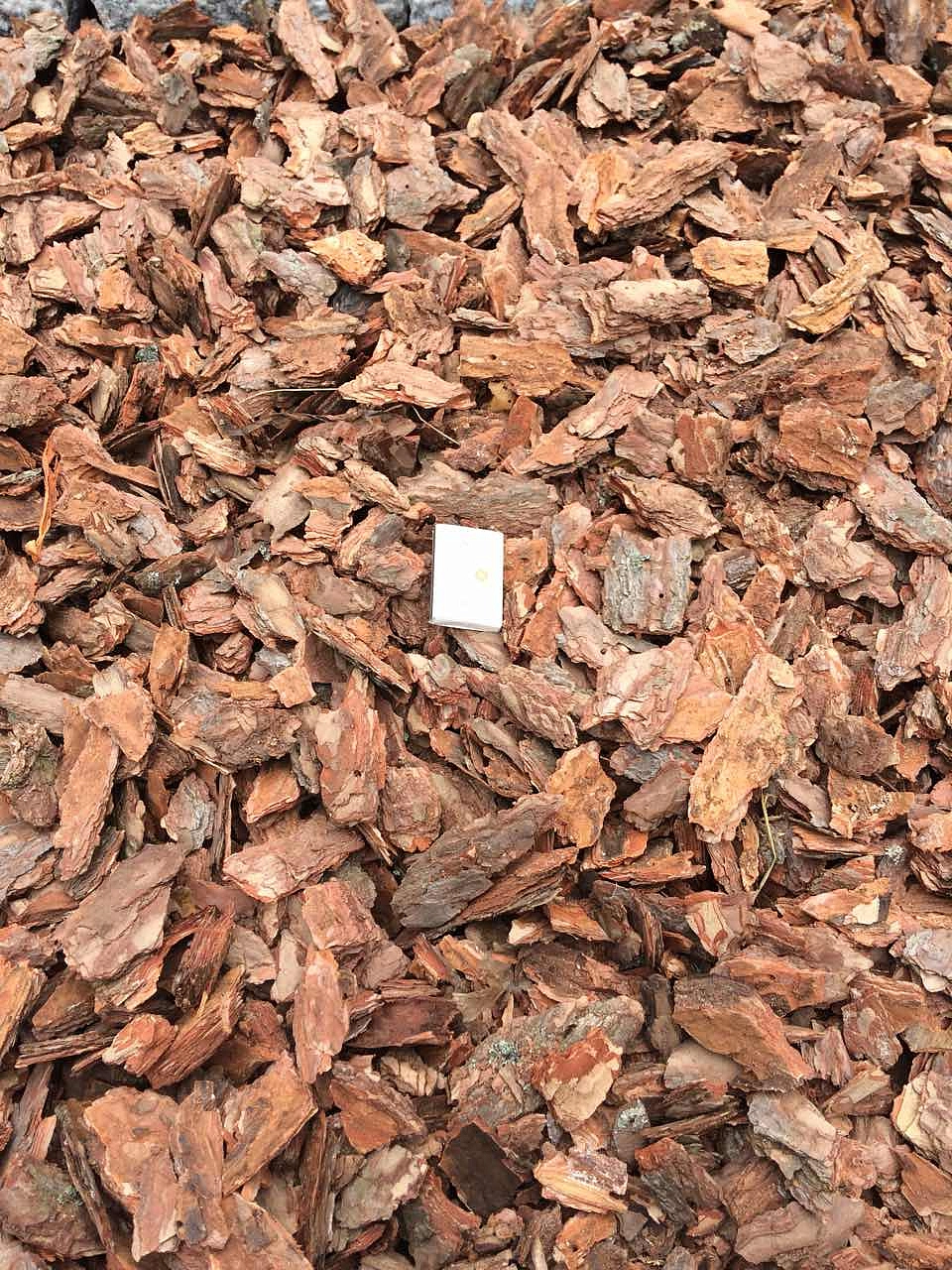 Кора сосны средняя /Эрбен/