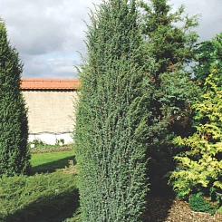 Можжевельник обыкновенный 'Мейер'