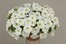 Петуния (сурфиния) гибридная 'Изи Вэйв Уайт ' (белая)