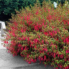 Фуксия Харди 'Магеланика Риккартони'