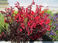 Лобелия блестящая 'Королева Виктория' (огненная)