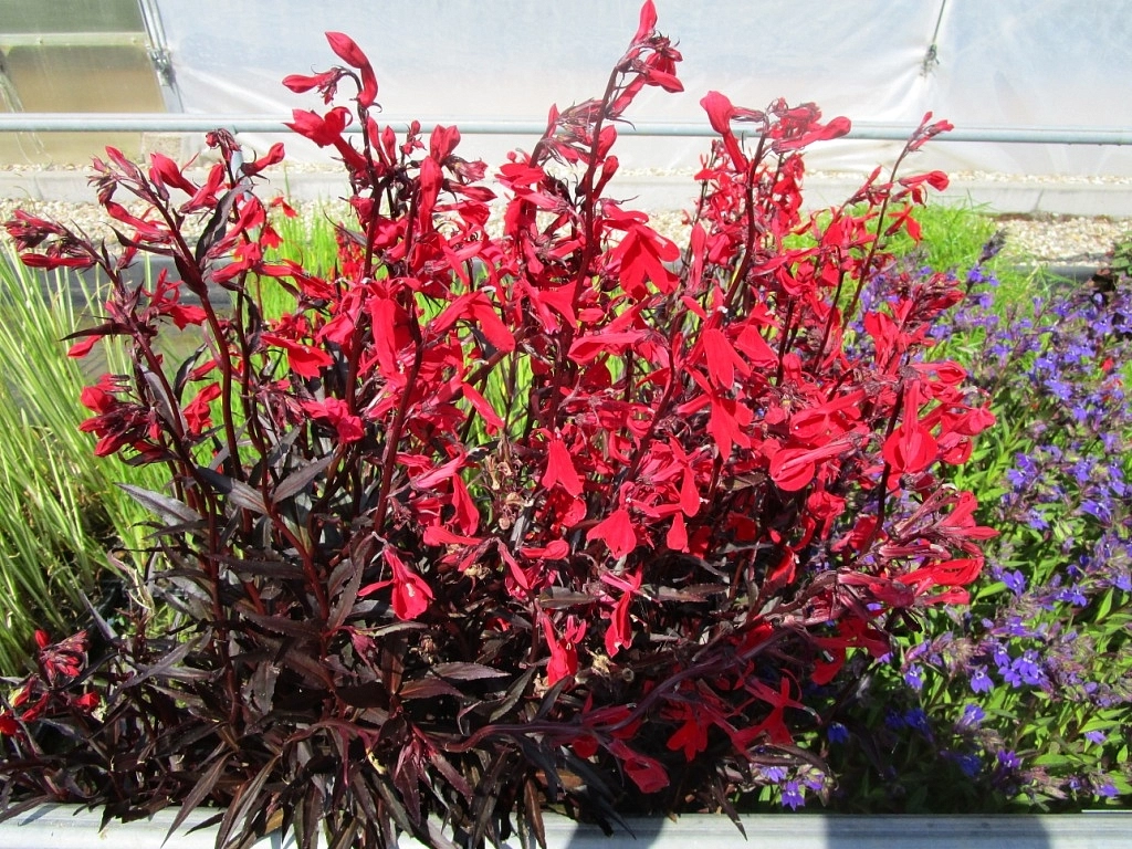 Лобелия блестящая 'Королева Виктория' (огненная)