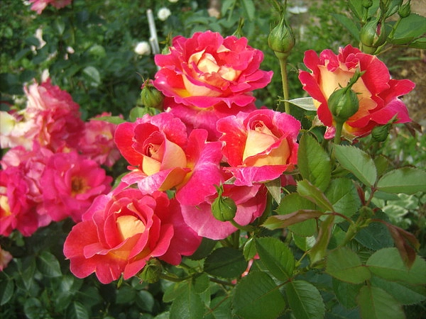 Роза 'Декор Арлекин' (шраб) (желто - розовая)