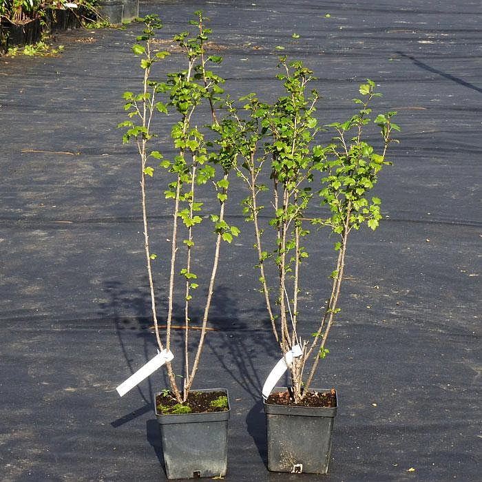 Смородина альпийская 'Шмидт'