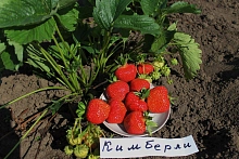 Земляника (клубника) 'Кимберли'