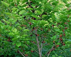 Шелковица (тутовник)