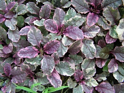 Живучка ползучая 'Бургунди Глоу'