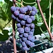 Виноград 'Кембел'