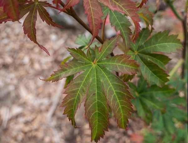 Клен ложнозибольдов 'Норт Винд'