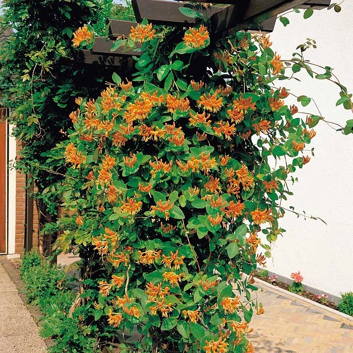 Жимолость вьющаяся Гекрота (Lonicera Heckrottii) Жимолость вьющаяся Гекрота (Lonicera Heckrottii)