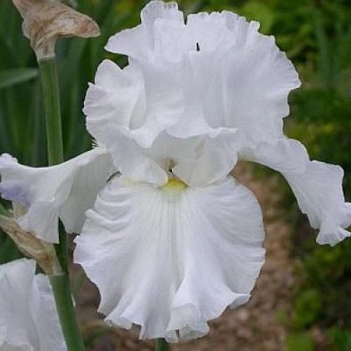 Ирис германский (бородатый) 'Бианка' 