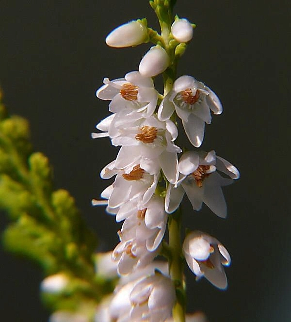 Вереск обыкновенный 'Ганновер' (белый лист желтый)