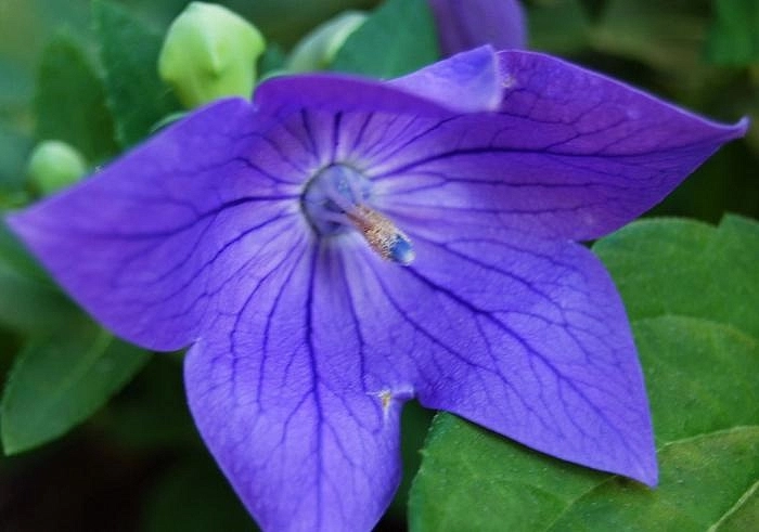 Вероника колосковая