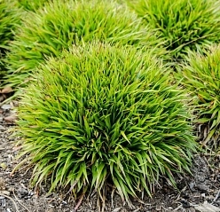 Ожика волосистая 'Игел'