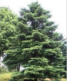 Пихта равночешуйчатая