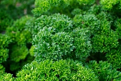 Петрушка листовая кудрявая