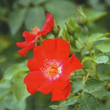 Роза 'Рут Макс Граф' (флорибунда) (красная)