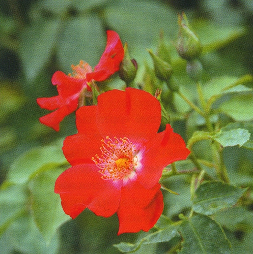 Роза 'Рут Макс Граф' (флорибунда) (красная)