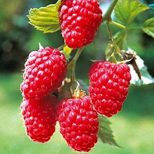 Малина 'Сентябрьская'