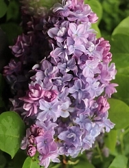 Сирень обыкновенная 'Маршал Конев' (розовато-лиловая)