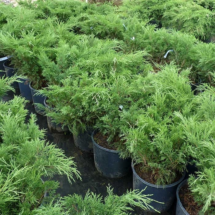 Можжевельник казацкий