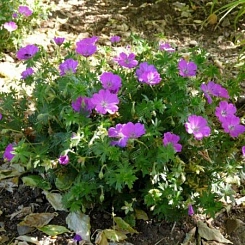 Герань кроваво-красная 'Вайолит'